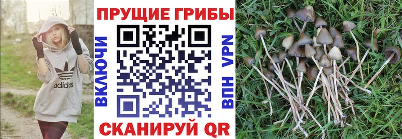 Псилоцибиновые грибы Psilocybine cubensis  Купить  Бронницы 